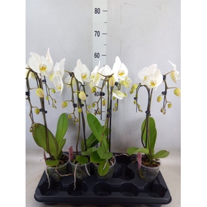 Phalaenopsis  'Ant Leeds'