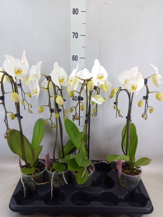 <h4>Phalaenopsis  'Ant Leeds'</h4>