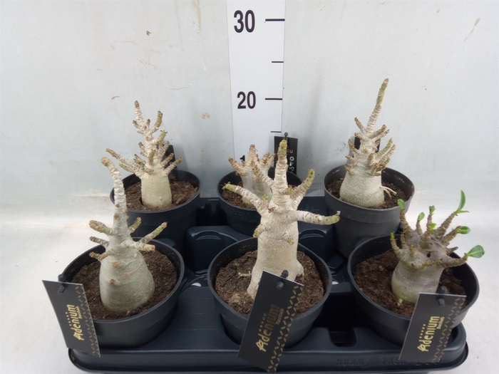 <h4>Adenium NB 'Ansu Baobab'</h4>