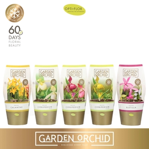 Garden Orchid 3-5+ Mix