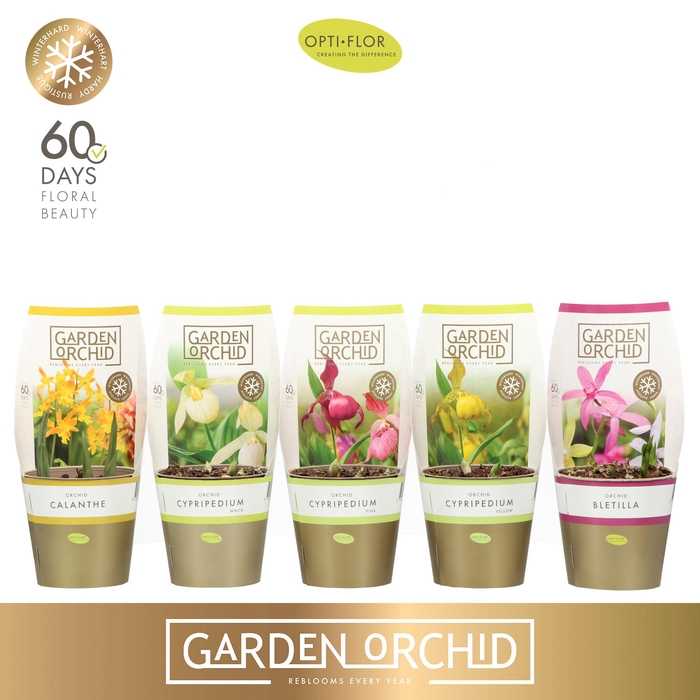 <h4>Garden Orchid 3-5+ Mix</h4>
