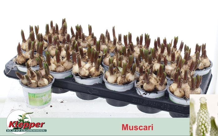 <h4>MUSCAR WHITE SPEAR</h4>