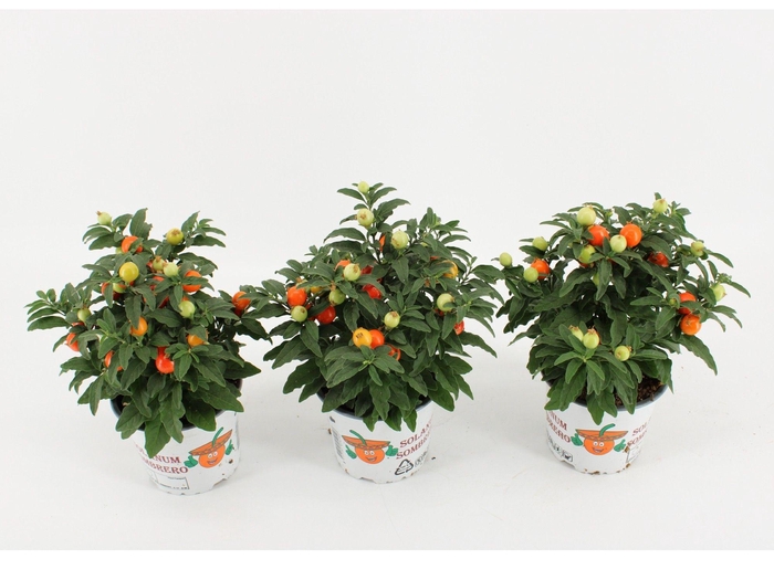 <h4>Solanum Pseudocapsicum oranje</h4>