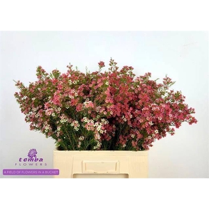 CHAME UN MY SWEET 16