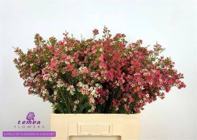 <h4>CHAME UN MY SWEET 16</h4>