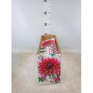 Dahlia   ...flowerbulbs