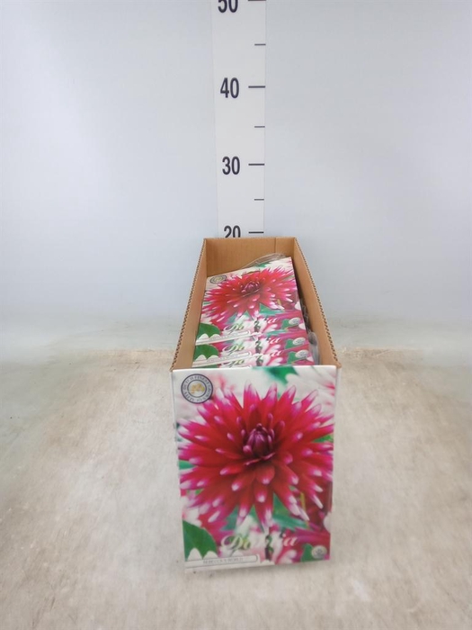 <h4>Dahlia   ...flowerbulbs</h4>