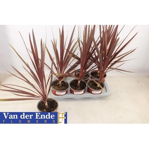 CORD AUS RED STAR