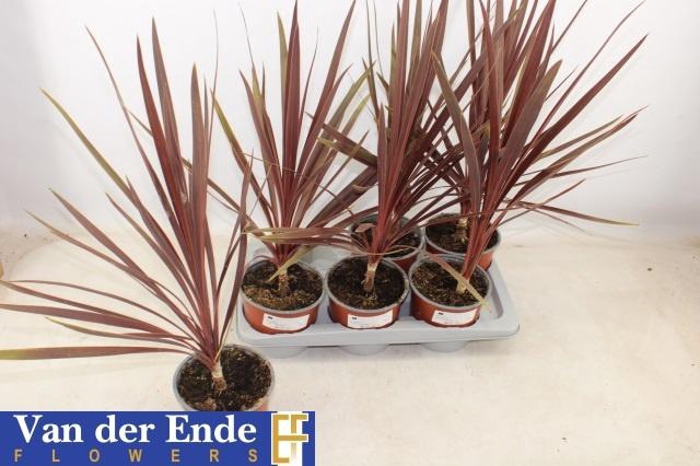 <h4>CORD AUS RED STAR</h4>