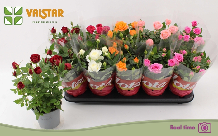 <h4>RO LOTZ OF GEM 6 KL</h4>