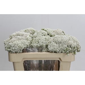 Ozothamnus Booming White