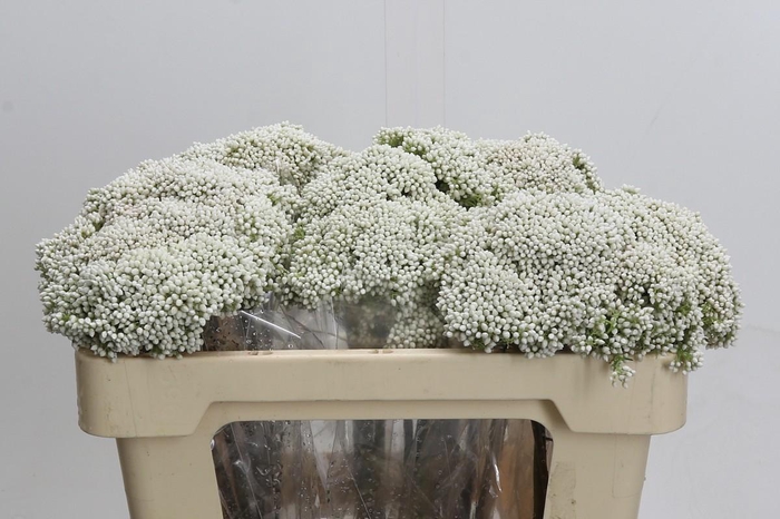 Ozothamnus Booming White