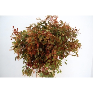 EUC POPULUS BERRY AUTUMN PER STEM 150CM