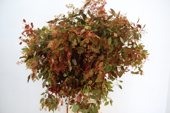 <h4>EUC POPULUS BERRY AUTUMN PER STEM 150CM</h4>