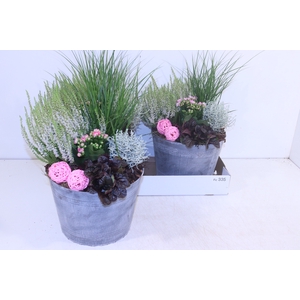 ARR TUINPLANTEN