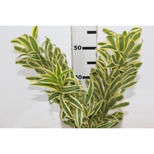 FOLHAGEM DRACENA PLEOMELE VARIEGATA