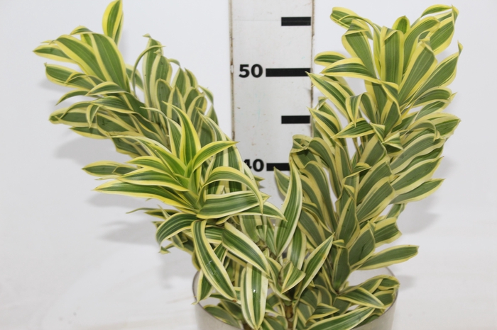 <h4>FOLHAGEM DRACENA PLEOMELE VARIEGATA</h4>