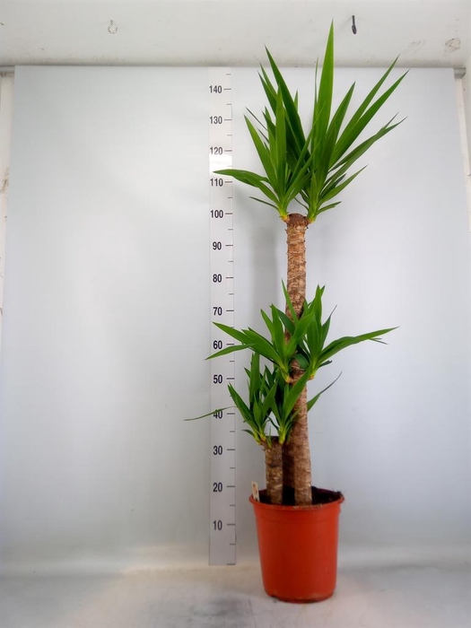 <h4>Yucca   ...</h4>