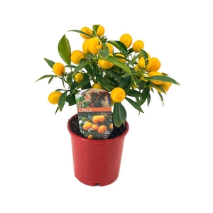 Citrus kumquat