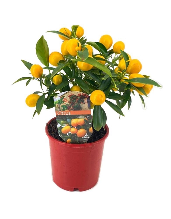 <h4>Citrus kumquat</h4>