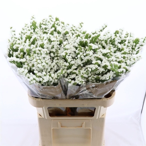 Statice Paula White+ | Heavy Quality