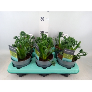 Albuca spiralis 'Frizzle Sizzle'