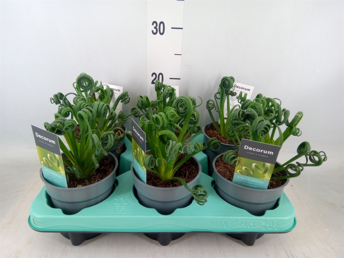 <h4>Albuca spiralis 'Frizzle Sizzle'</h4>