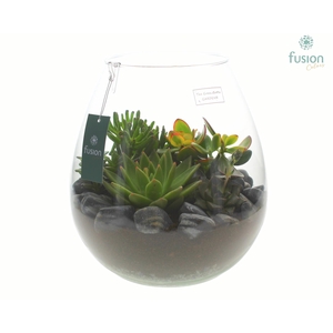 Green Bottle Abby XLarge met Succulenten