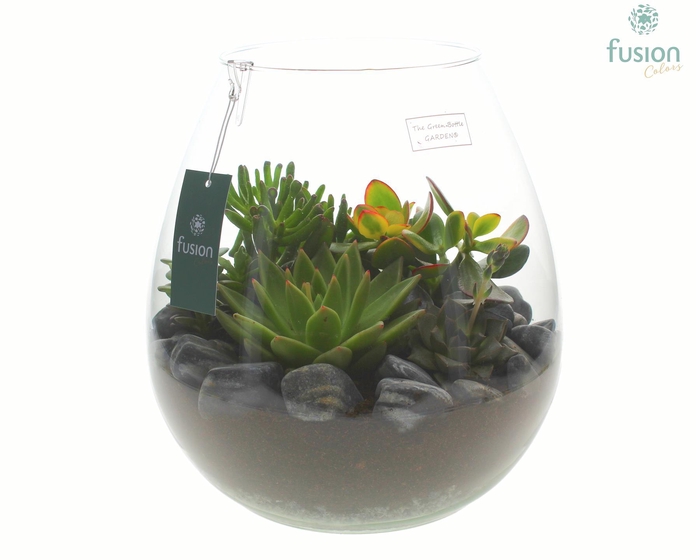 <h4>Green Bottle Abby XLarge met Succulenten</h4>