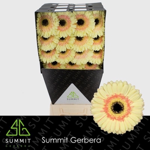 Gerbera Cartizze Diamond