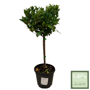 Laurus nobilis 1/4 Stem P30