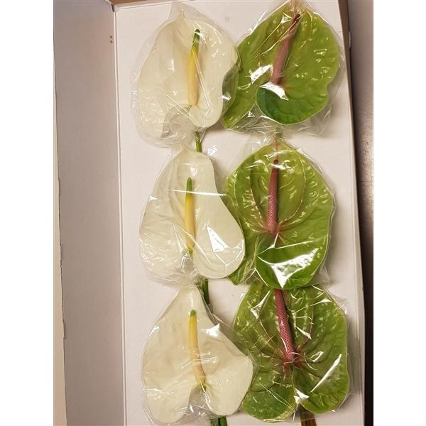 <h4>Gemengd 16 Adina/Verino</h4>