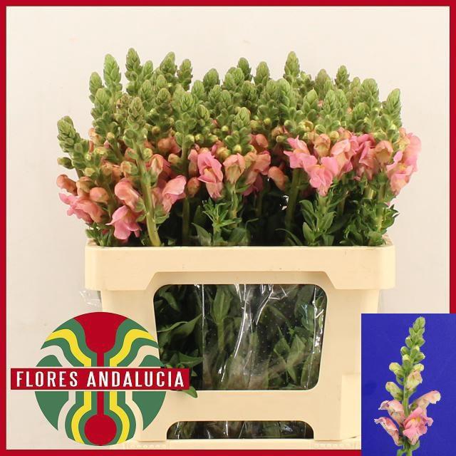 <h4>ANTIR POTO PINK</h4>