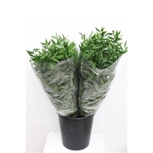 - RUSCUS ACULEATUS 110GR