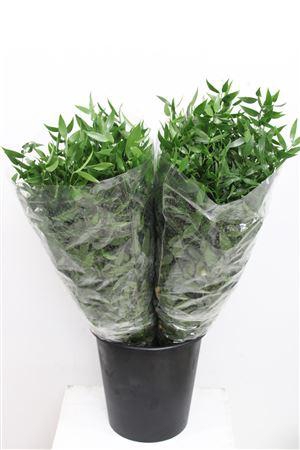 <h4>- RUSCUS ACULEATUS</h4>