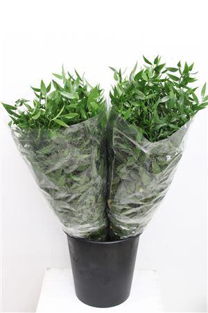 <h4>- RUSCUS ACULEATUS 110GR</h4>