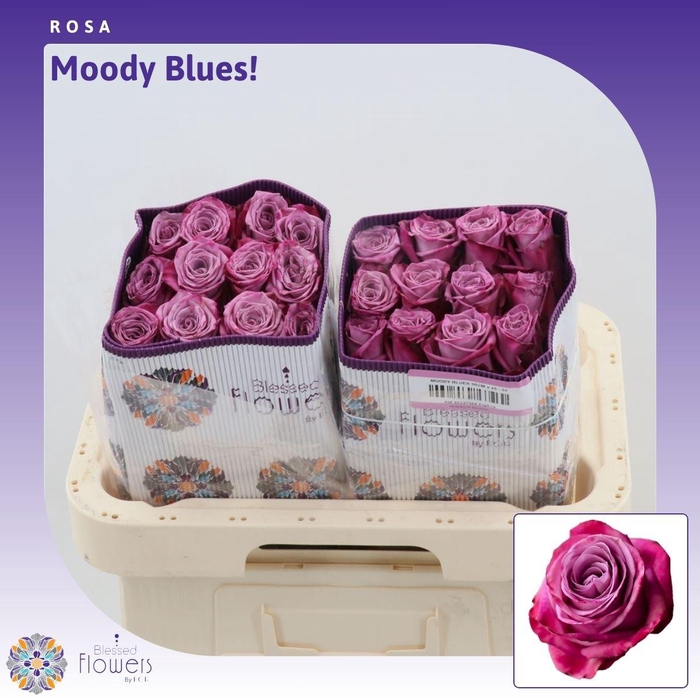 <h4>Rosa gr Moody Blues!</h4>