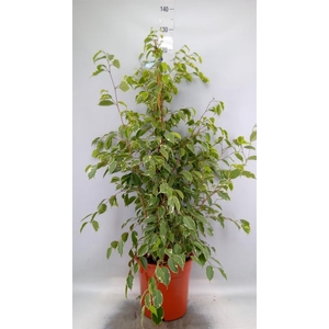 Ficus benja. 'Golden King'