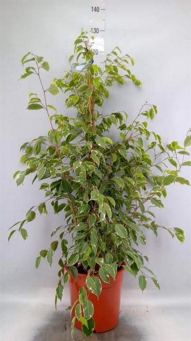 <h4>Ficus benja. 'Golden King'</h4>
