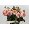 Dahlia Peaches