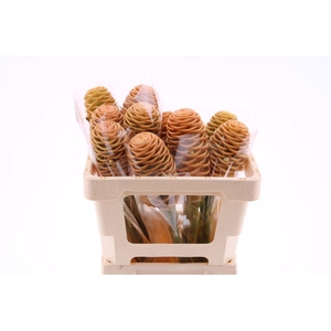 Shampoo Ginger Peach (mg)