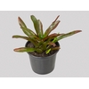 NEOREGELIA FIRE BALL P15