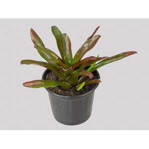 NEOREGELIA FIRE BALL P15