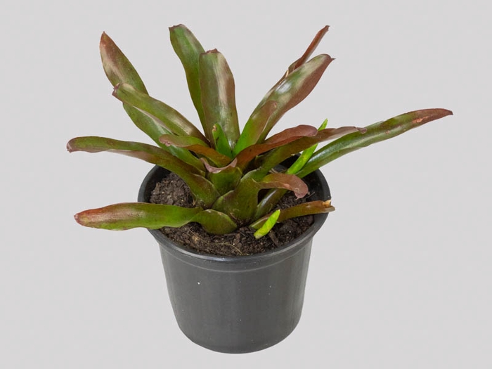 <h4>NEOREGELIA FIRE BALL P15</h4>