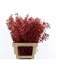 Dried Ruscus Red Glitter Pst