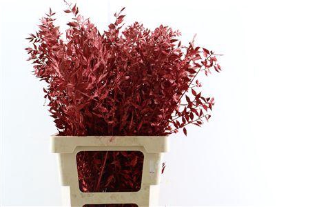 <h4>Dried Ruscus Red Glitter Pst</h4>
