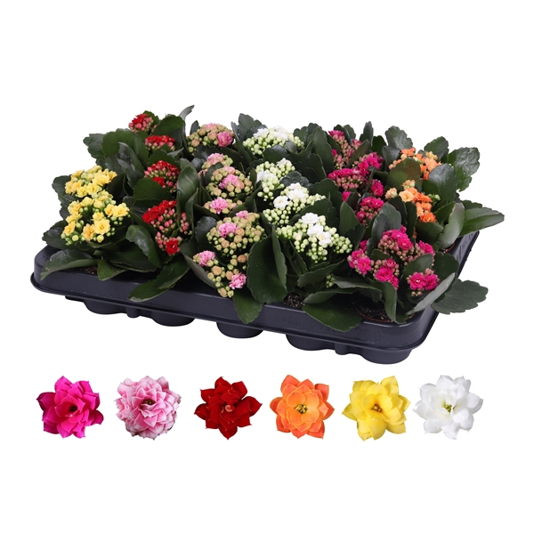 <h4>Kalanchoe Rosalina 06cm mix, zonder hoes</h4>