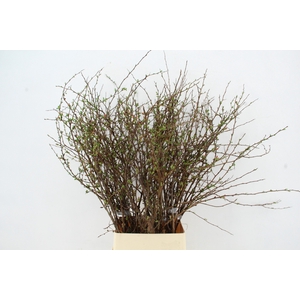 CHAENOMELES SUPERBA PINK 110CM