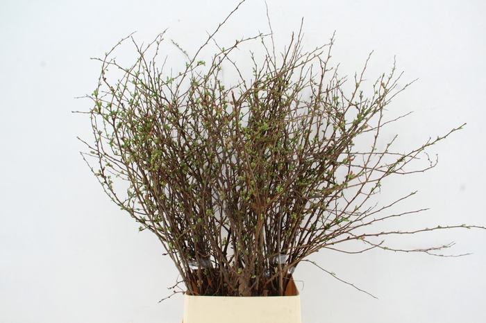 <h4>CHAENOMELES SUPERBA PINK 110CM</h4>