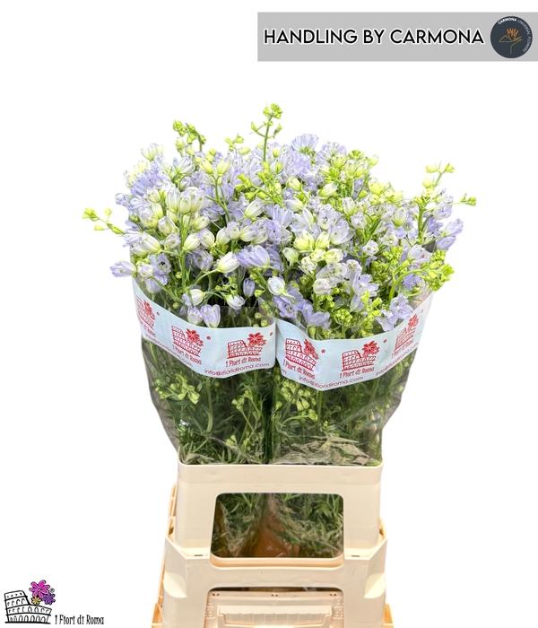 <h4>DELPH EN FASHION LAV</h4>